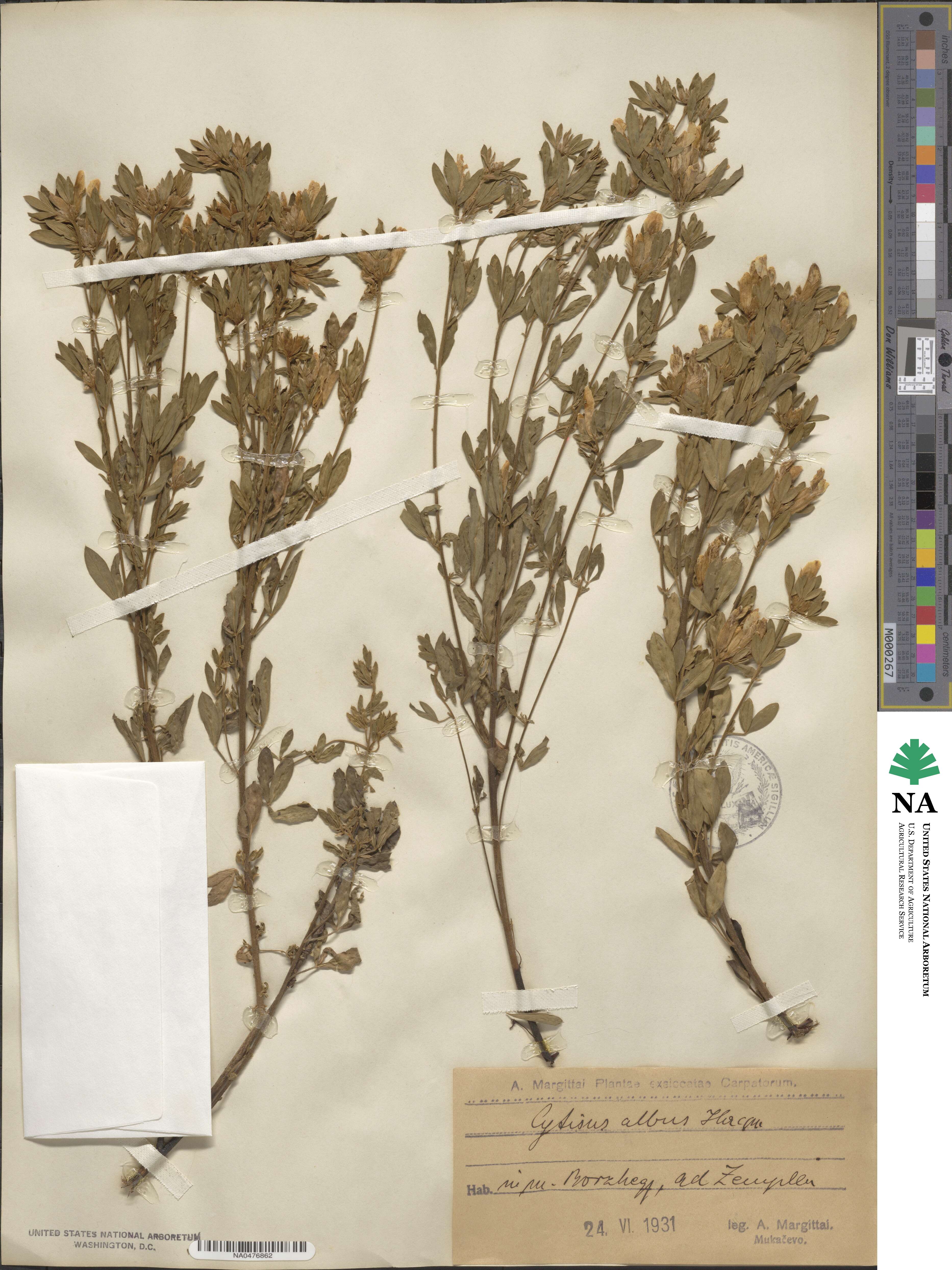 Cytisus albus image