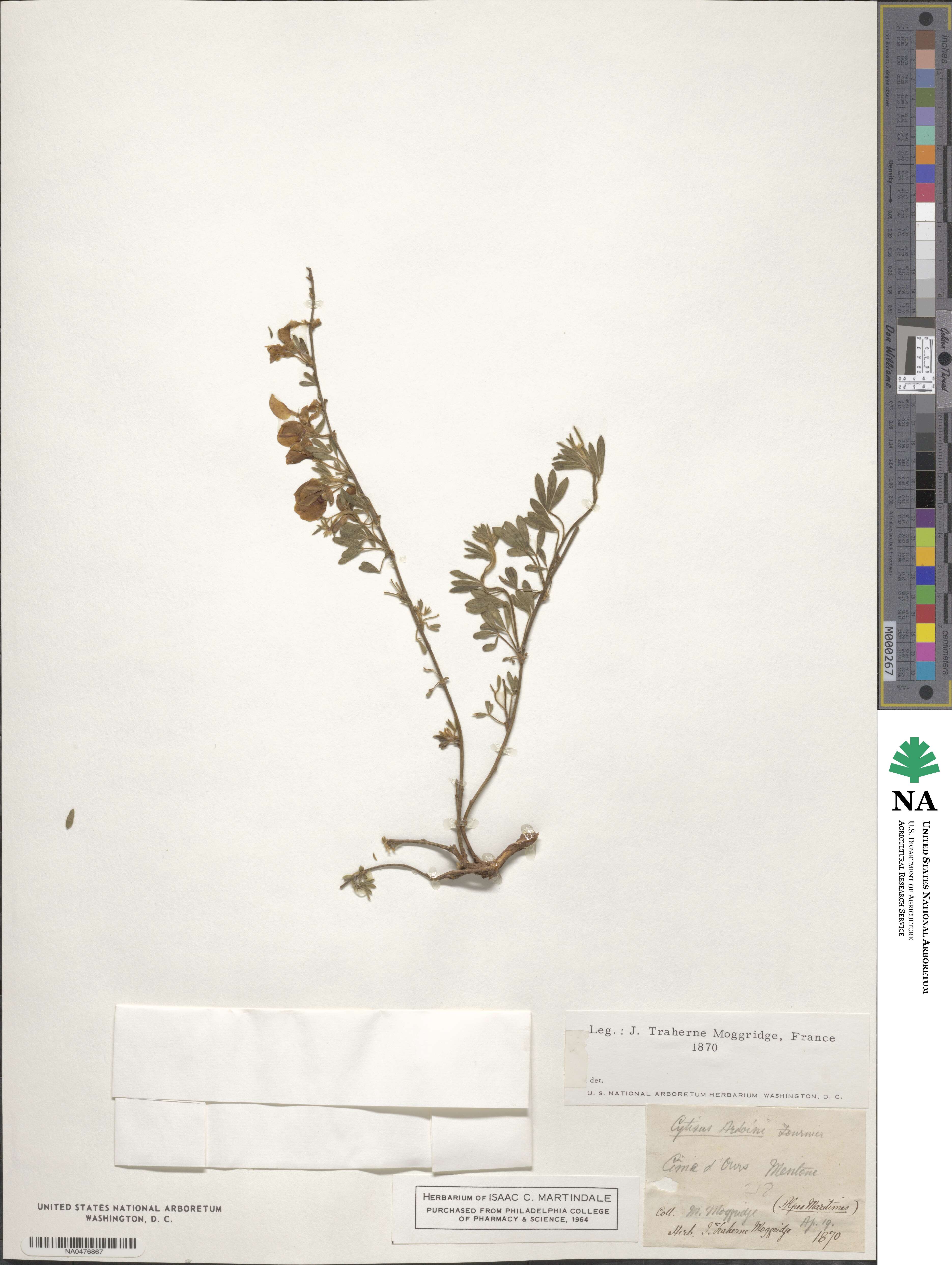 Cytisus ardoini image