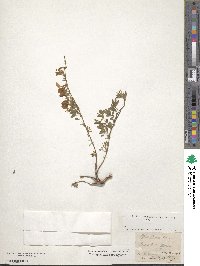 Image of Cytisus ardoini