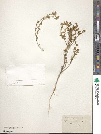 Cytisus argenteus image