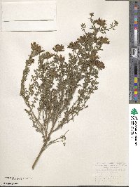 Chamaecytisus austriacus image