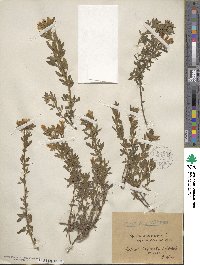 Chamaecytisus austriacus image