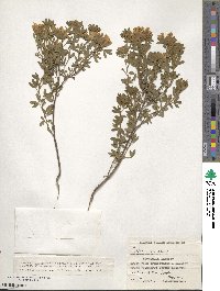 Chamaecytisus austriacus image