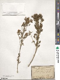 Chamaecytisus austriacus image