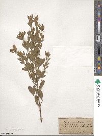 Chamaecytisus austriacus image