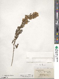 Chamaecytisus austriacus image