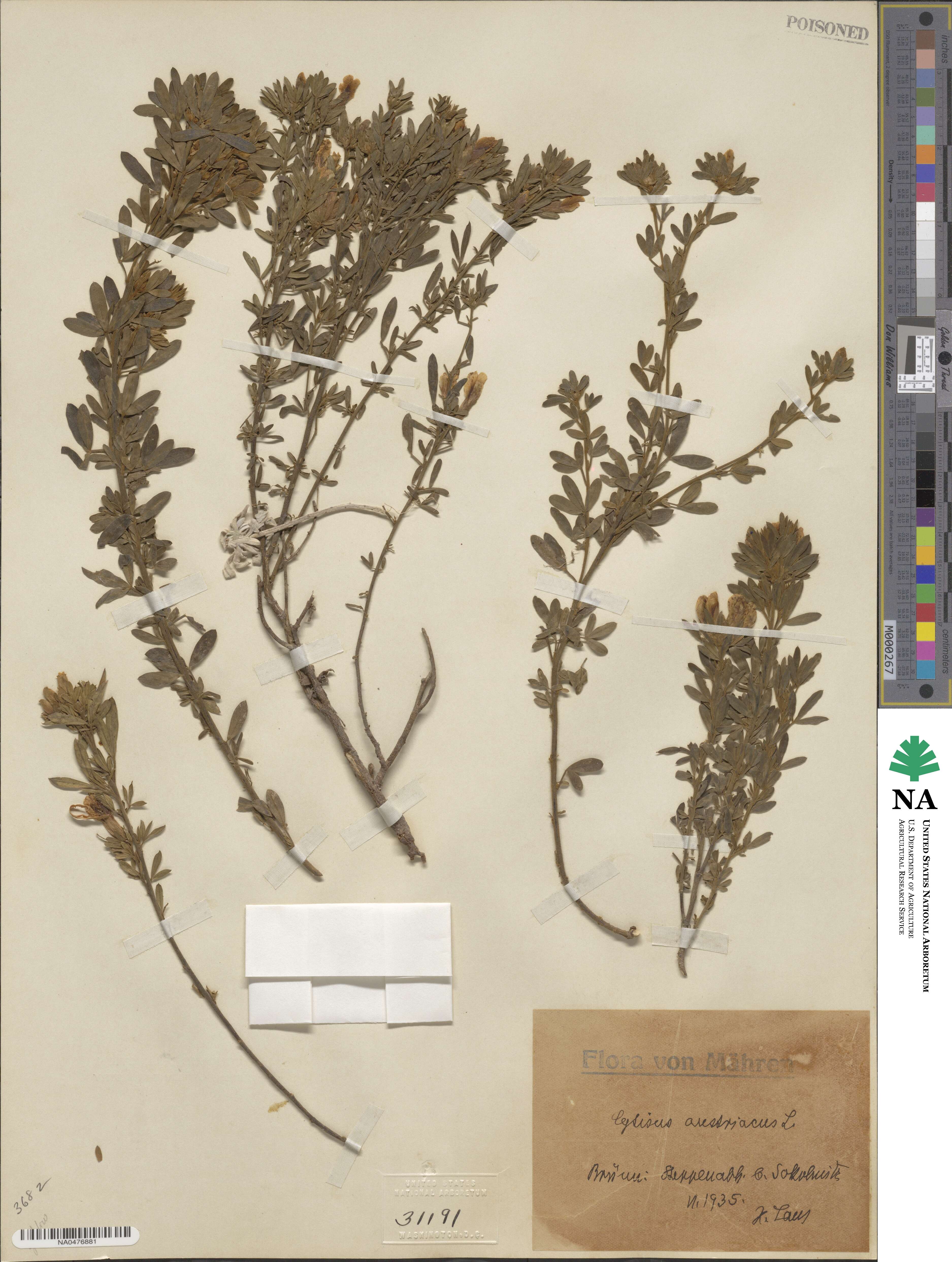 Chamaecytisus austriacus image