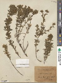 Chamaecytisus austriacus image