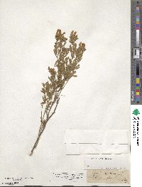 Chamaecytisus austriacus image