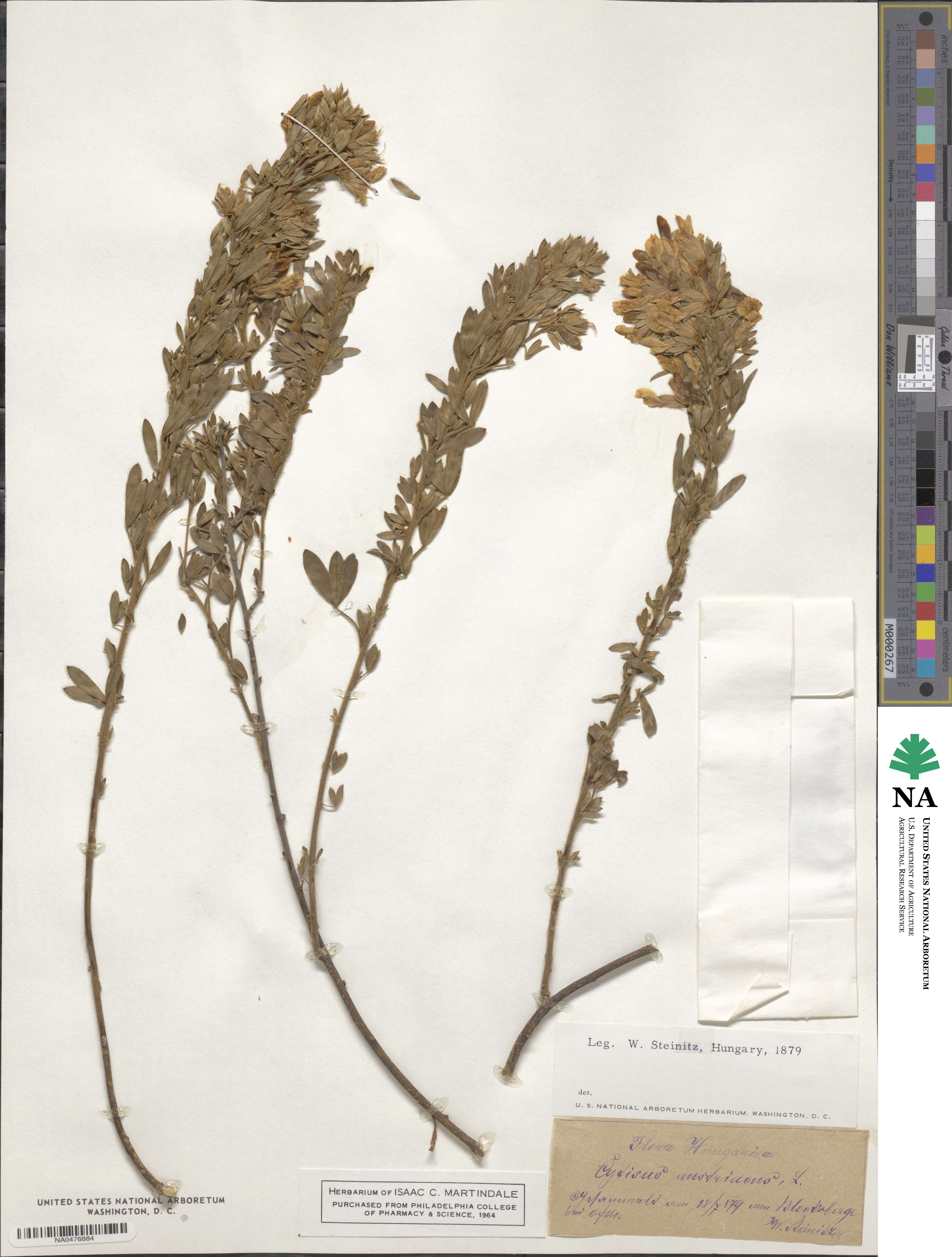 Chamaecytisus austriacus image