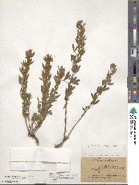 Chamaecytisus austriacus image