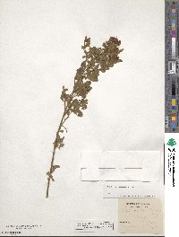 Chamaecytisus austriacus image