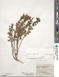 Chamaecytisus austriacus image