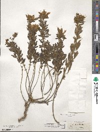 Chamaecytisus austriacus image