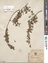 Cytisus biflorus image