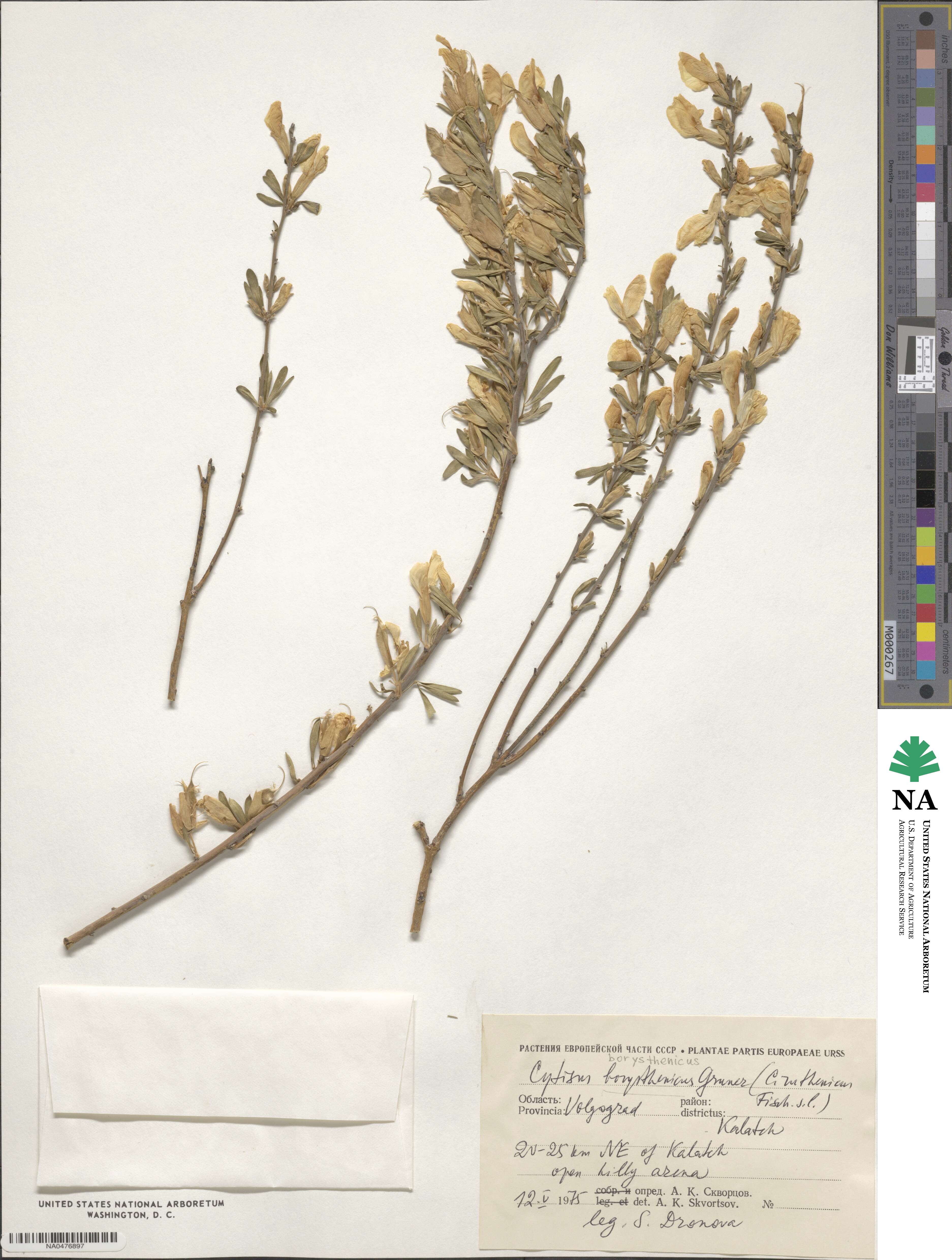 Chamaecytisus borysthenicus image