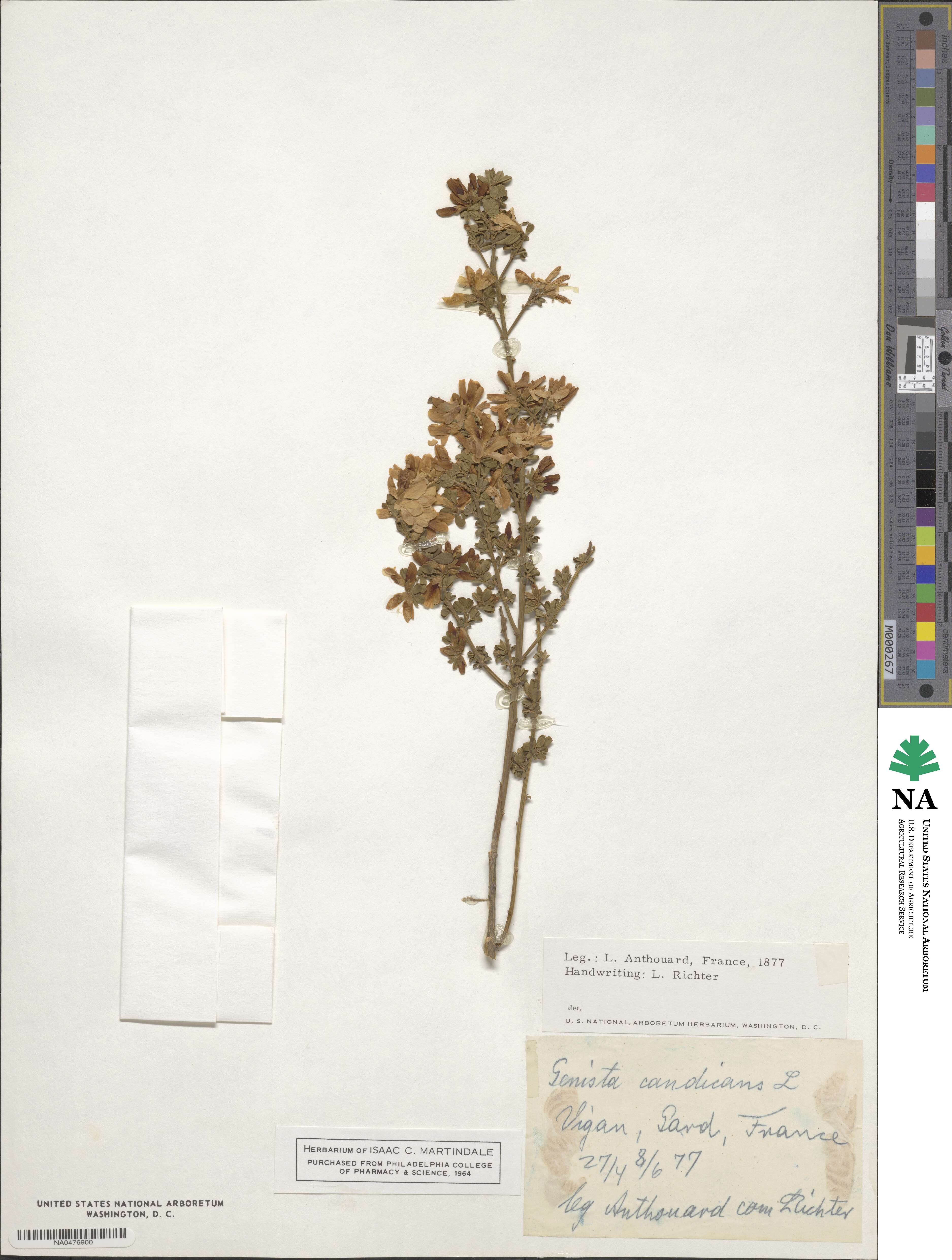 Genista monspessulana image