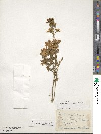 Genista monspessulana image