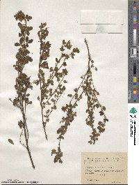 Chamaecytisus hirsutus image