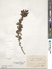 Chamaecytisus hirsutus subsp. hirsutus image