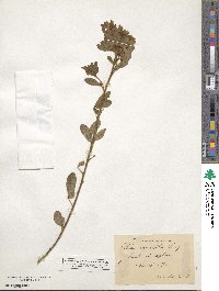 Chamaecytisus hirsutus image