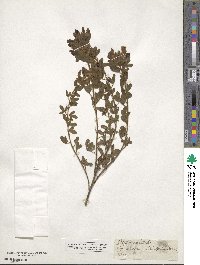 Chamaecytisus hirsutus subsp. hirsutus image