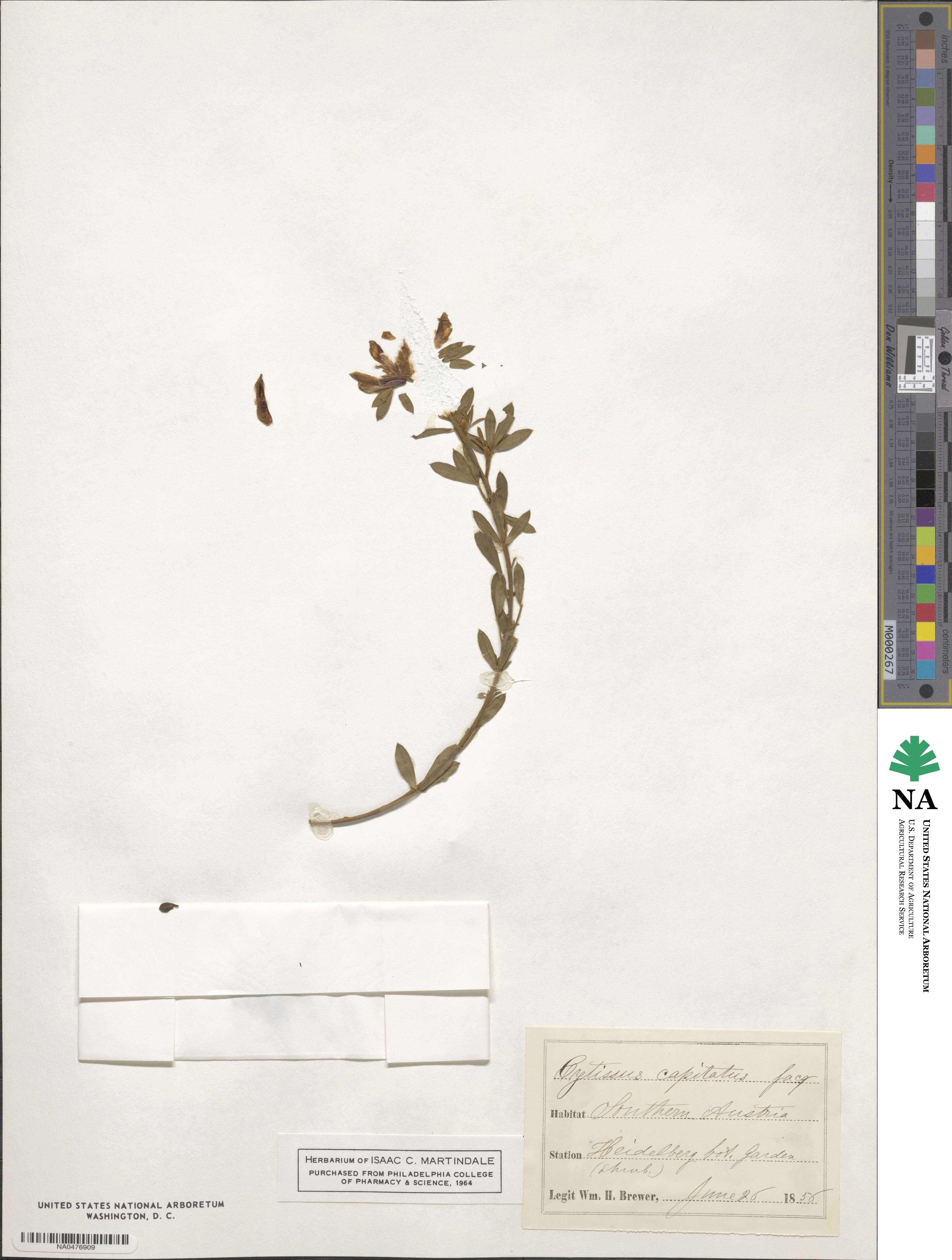Chamaecytisus hirsutus subsp. hirsutus image