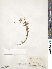 Chamaecytisus hirsutus image