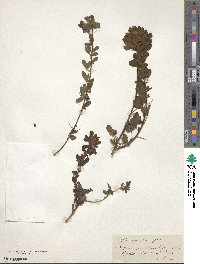 Chamaecytisus hirsutus subsp. hirsutus image