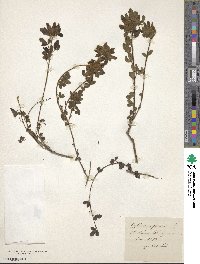 Chamaecytisus hirsutus subsp. hirsutus image