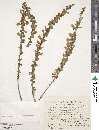 Chamaecytisus ruthenicus image