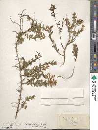 Cytisus decumbens image