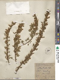 Cytisus elongatus image
