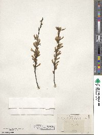 Cytisus elongatus image