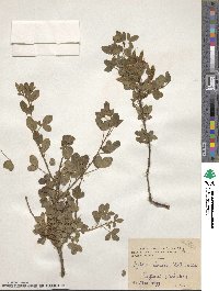 Cytisus elongatus image