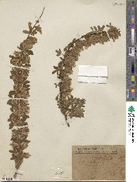 Cytisus elongatus image