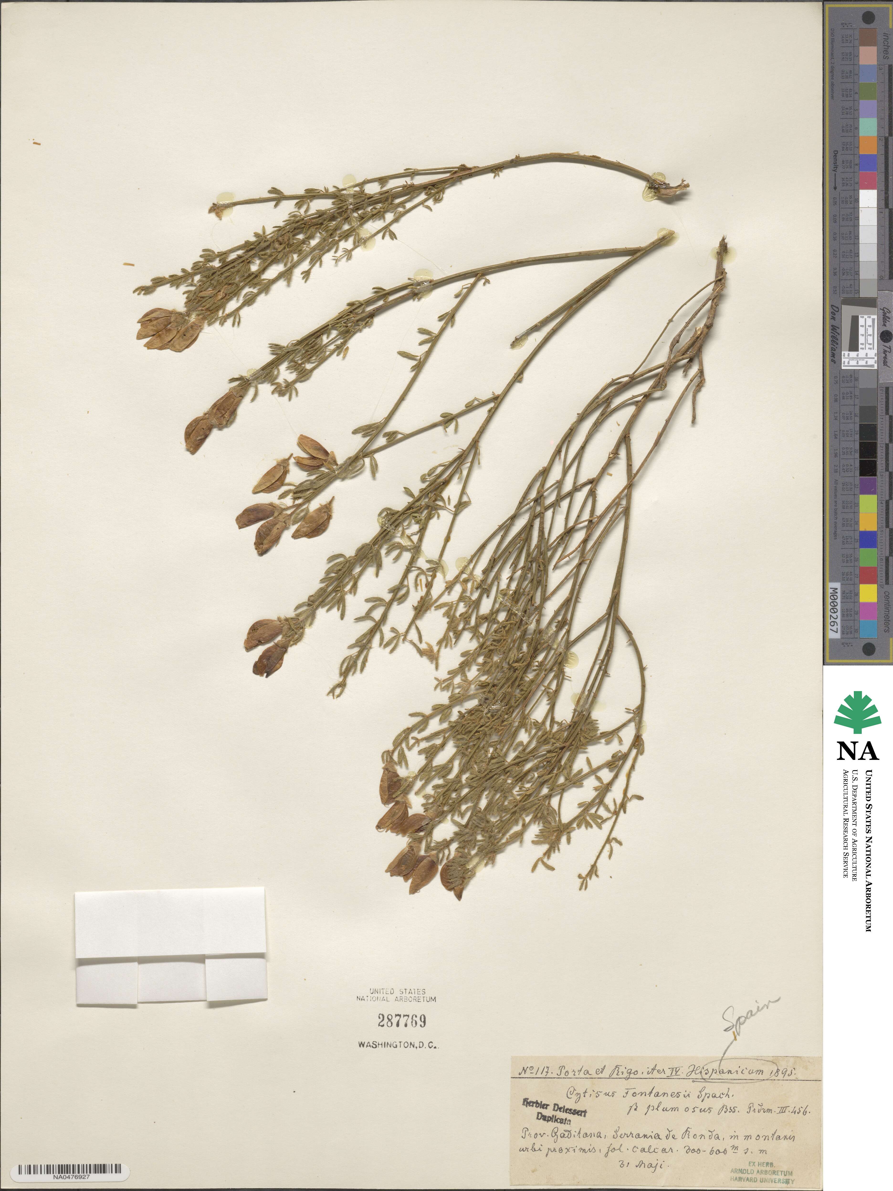 Cytisus fontanesii image