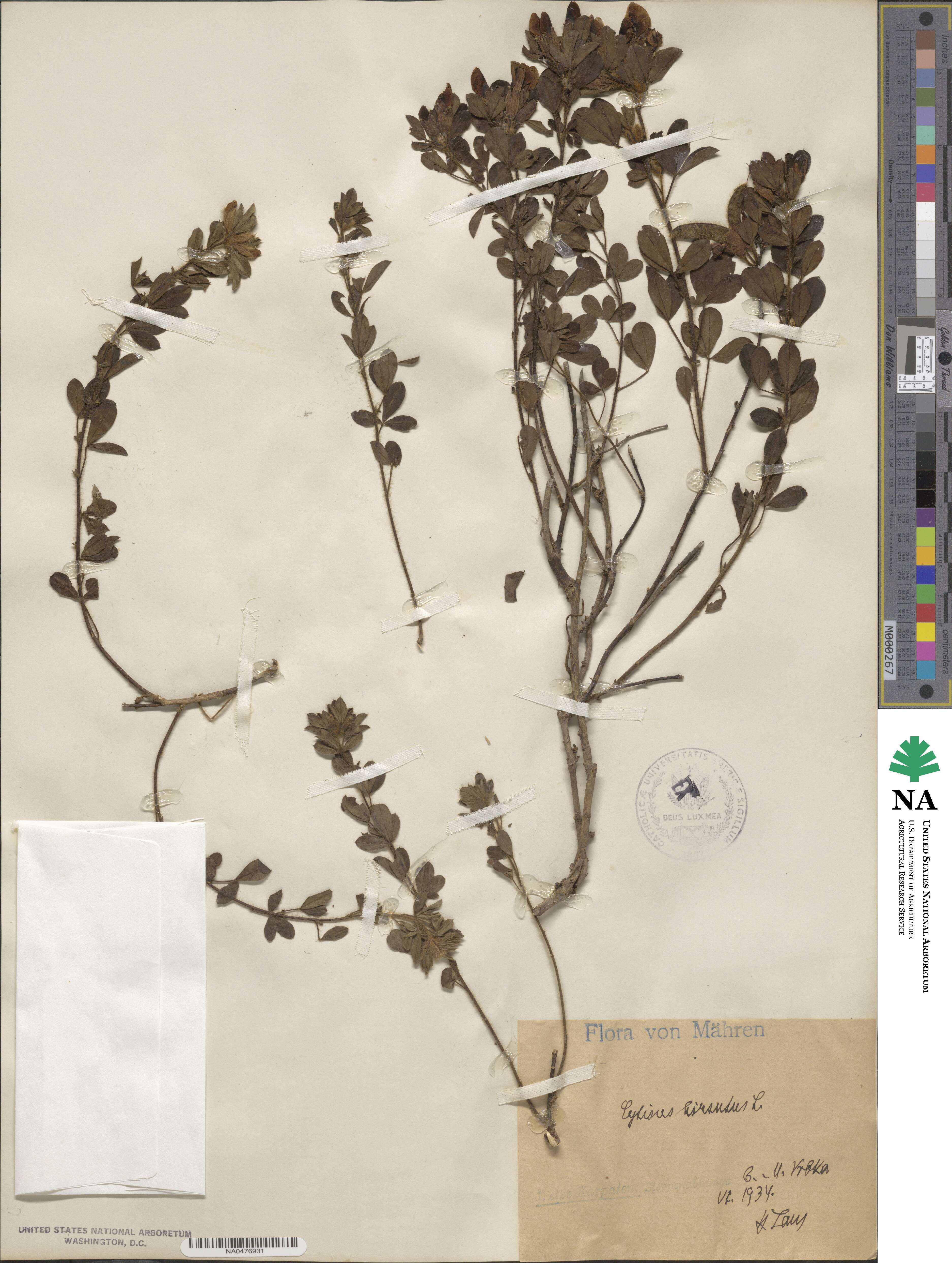 Cytisus hirsutus image