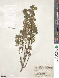 Cytisus hirsutus image