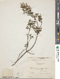 Cytisus hirsutus image