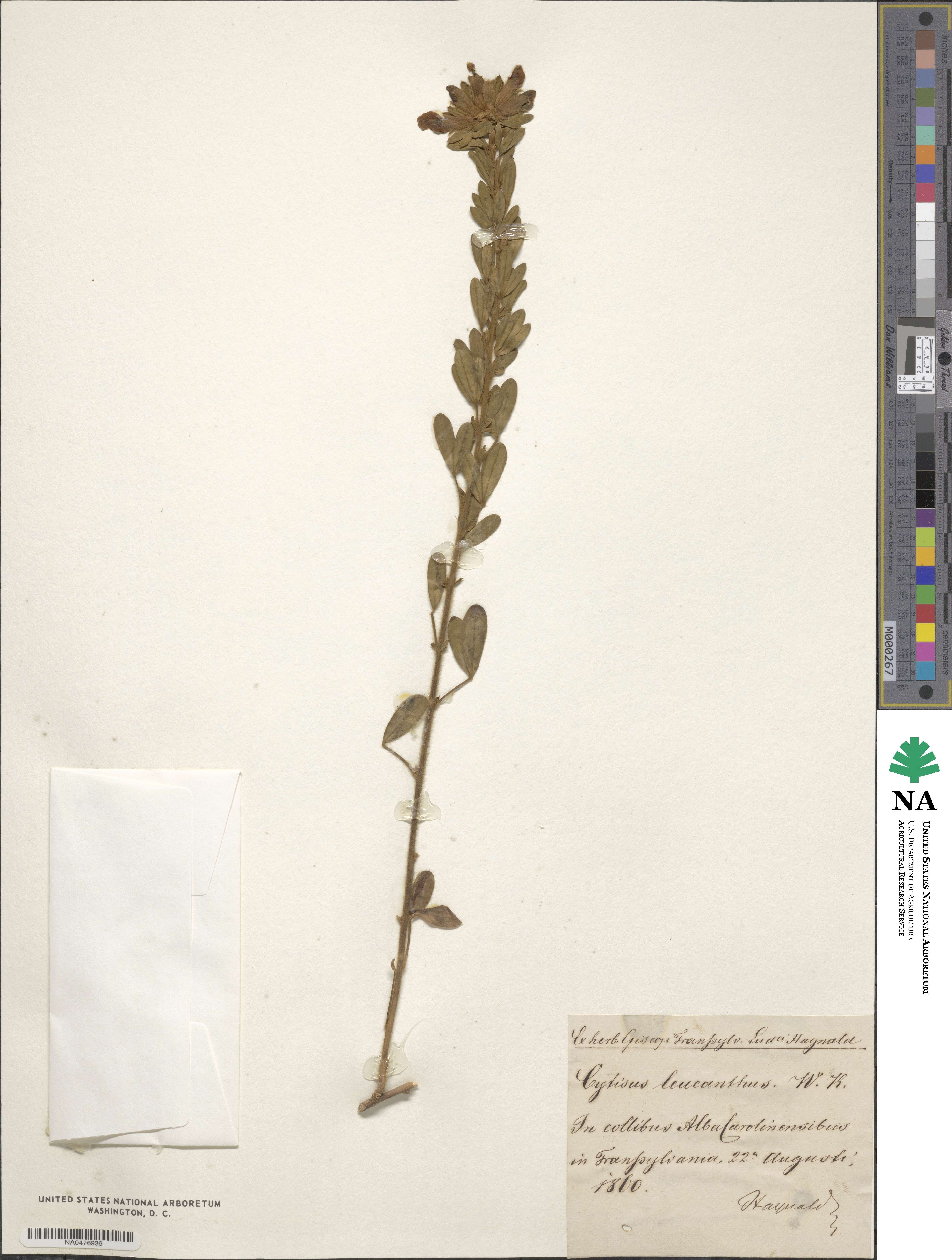 Chamaecytisus albus image