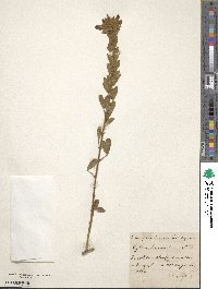 Chamaecytisus albus image