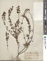 Cytisus nigricans image