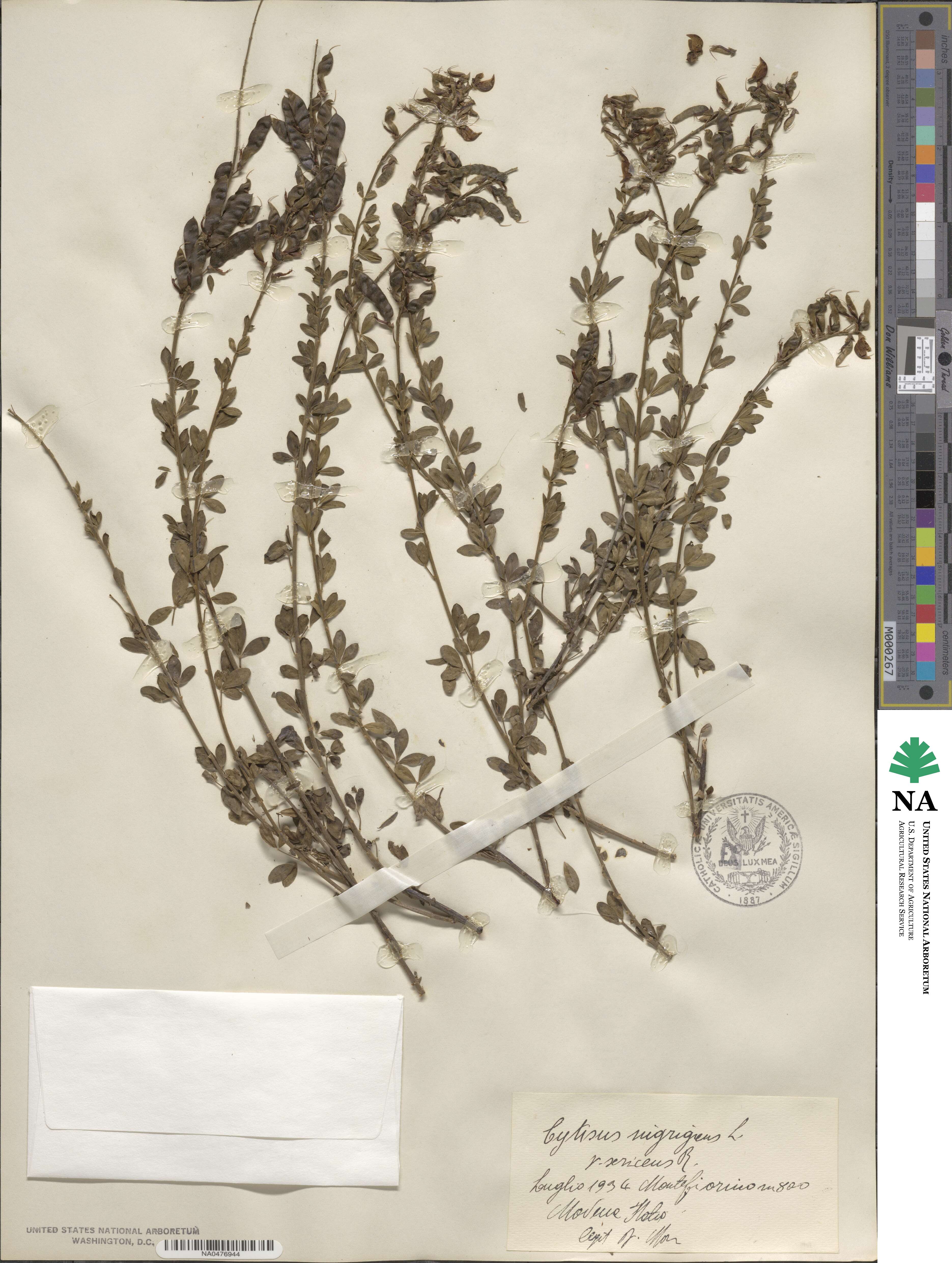 Cytisus image