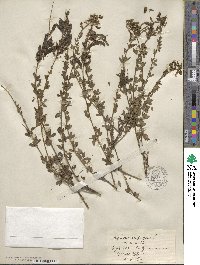 Cytisus nigricans image