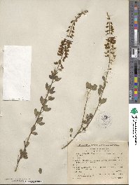 Cytisus nigricans image