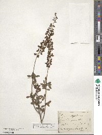 Cytisus nigricans image