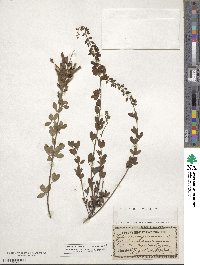 Cytisus nigricans image