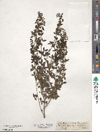 Cytisus nigricans image