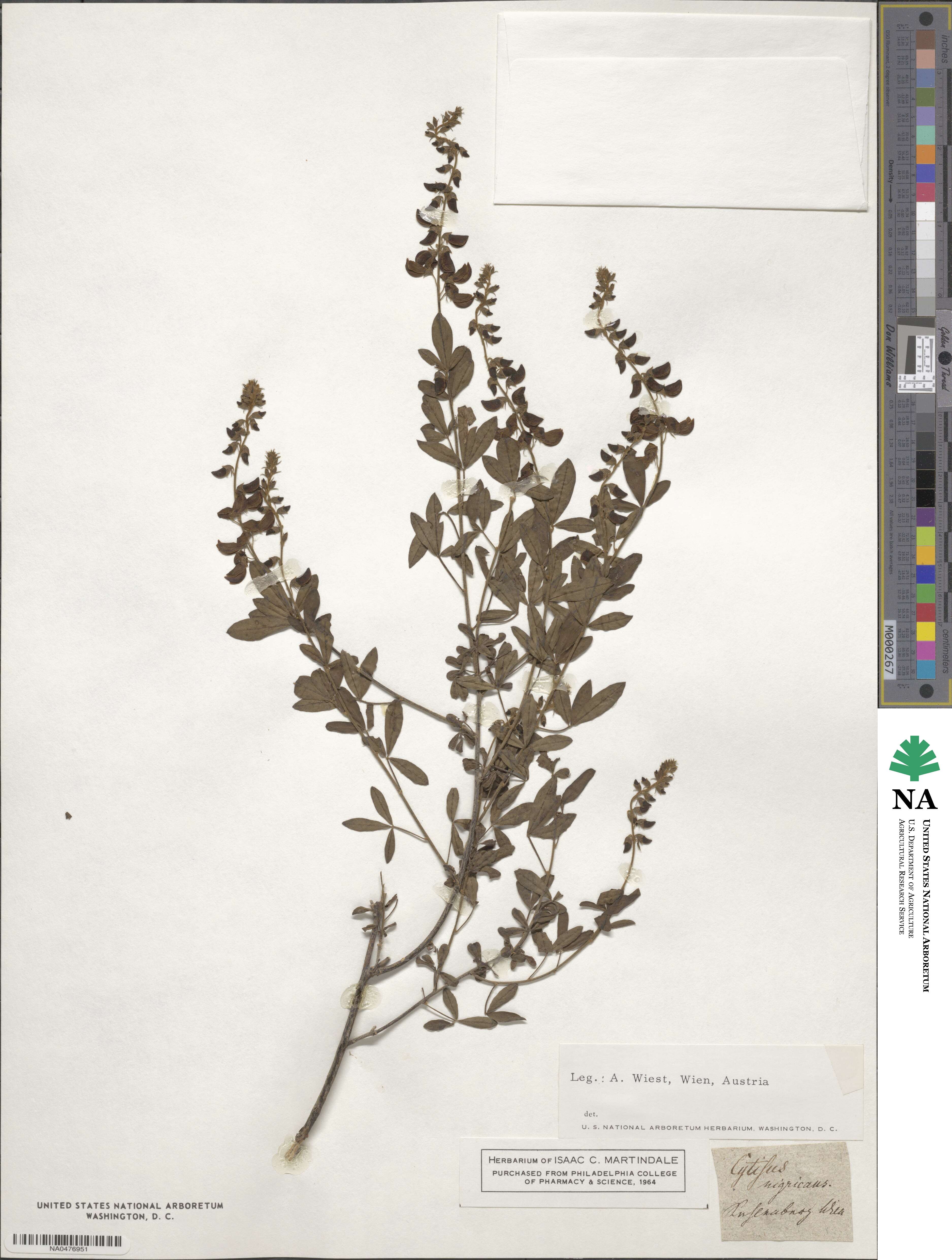 Cytisus nigricans image